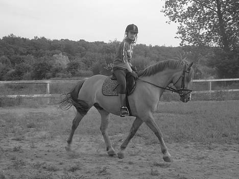 Anden særlig race Strejfer - rider lige lidt dressur - kig ikke på mig (min mor glemmer at sige når hun tager fotoet, så jeg snakker) billede 9