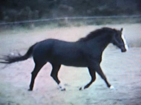 Trakehner Katuska/ †aflivet† billede 14