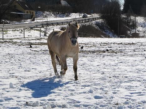 Fjordhest Bonney... - snehesten... billede 15