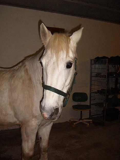 Connemara College boy/ †aflivet† billede 16