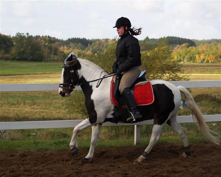 Pinto Hannibal  - min skønhed d 12-20-2008 billede 15