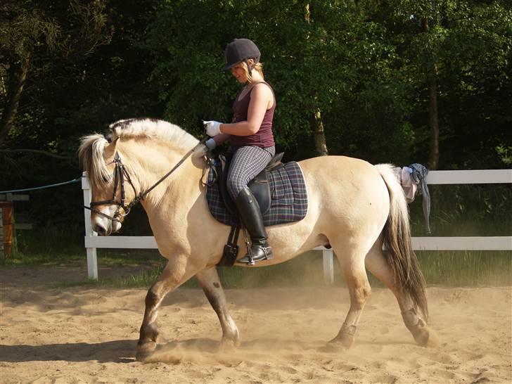 Fjordhest Felix - Felie og hans nye Part Line billede 16