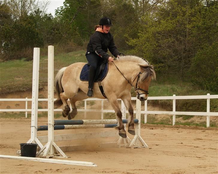 Fjordhest Felix - Hop, et underligt spring han ville uden om ;) <3 billede 17