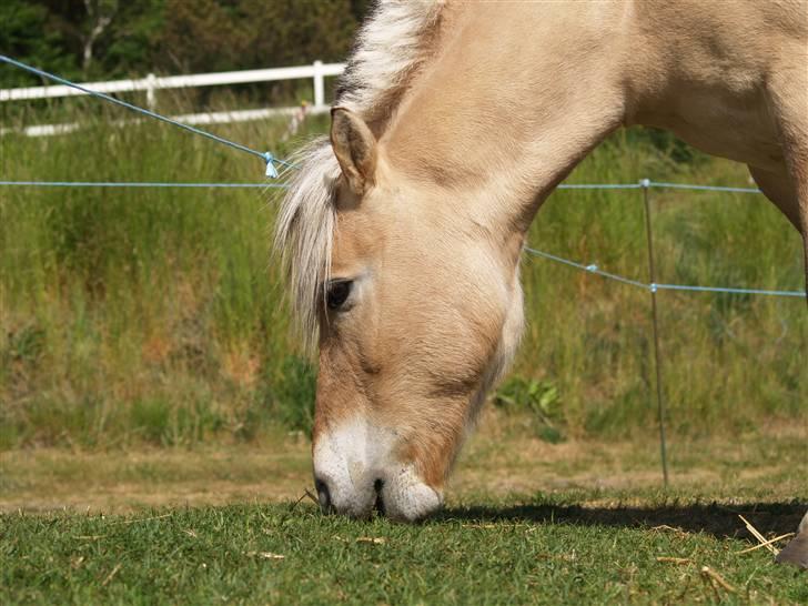 Fjordhest Felix - Felix <3 billede 18