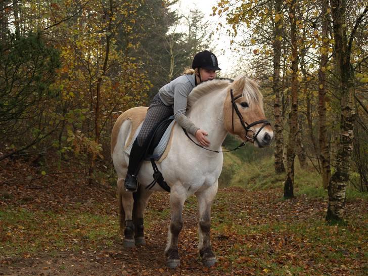 Fjordhest Felix - Felix og line inden undervisning <3 billede 19