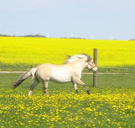 Fjordhest Bellámi (smuk ven) billede 18