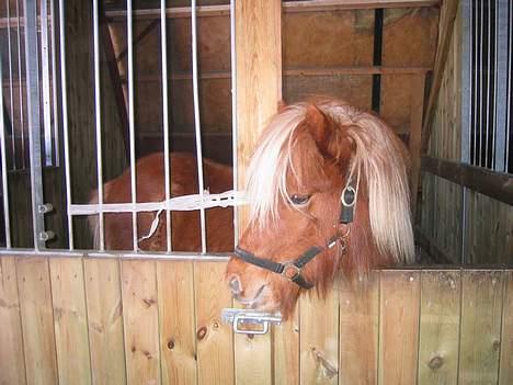 Islænder Tritla Fra Marcu... SOLGT - I stalden og slappe af billede 11