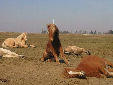 Islænder Tritla Fra Marcu... SOLGT - hov der kommer mor.. jeg må hellere stå op billede 12