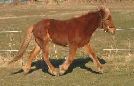 Islænder Tritla Fra Marcu... SOLGT - lunte-trav på folden billede 13