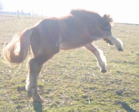 Islænder Tritla Fra Marcu... SOLGT - Se hvad jeg kan!! billede 14