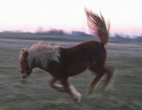 Islænder Tritla Fra Marcu... SOLGT - hovsa billede 15