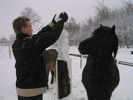 Islænder Perla Marcusminde SOLGT  - Hvad laver du med sneen? billede 11