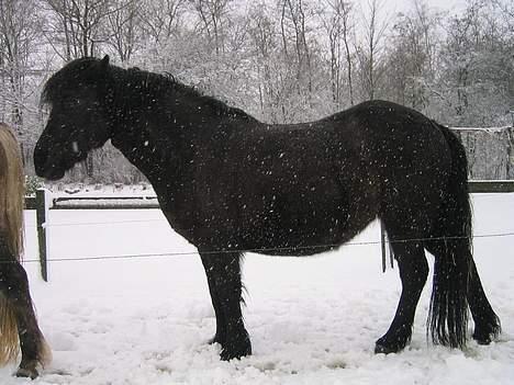 Islænder Perla Marcusminde SOLGT  - Perla 9 mdr. henne billede 12