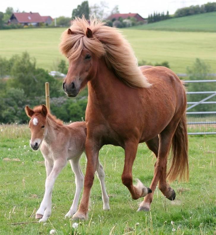 Islænder Tritla Fra Marcu... SOLGT - Tritla med sin første søn Fjölnir Fra Ertebjerg efter nökkvi billede 16