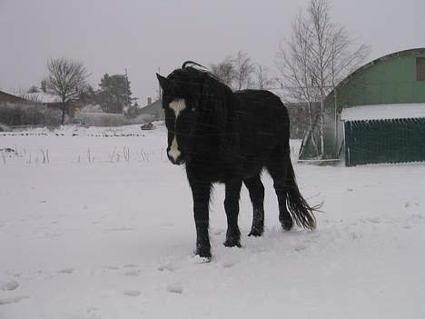 Islænder Glampi fra Reykjum - Glampi i sneen feb. 2005 billede 11