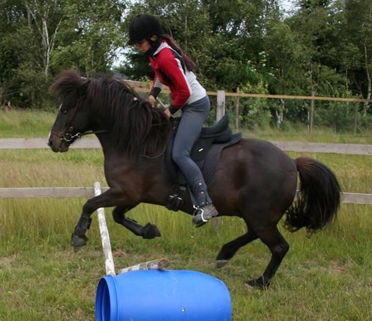 Islænder Glampi fra Reykjum - Pas på ALRID ryttere... vi er ved at træne op til noget stort!!  billede 12