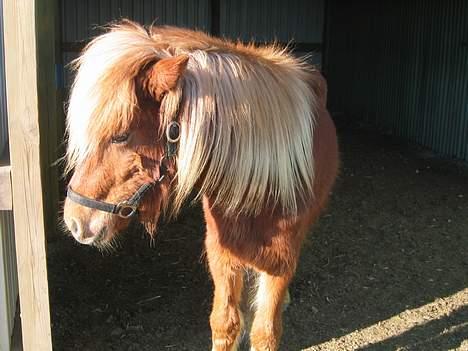 Islænder Tritla Fra Marcu... SOLGT - Tritla træt efter en træktur billede 17
