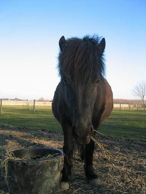 Islænder Perla Marcusminde SOLGT  - Perla 10 mdr. henne billede 13