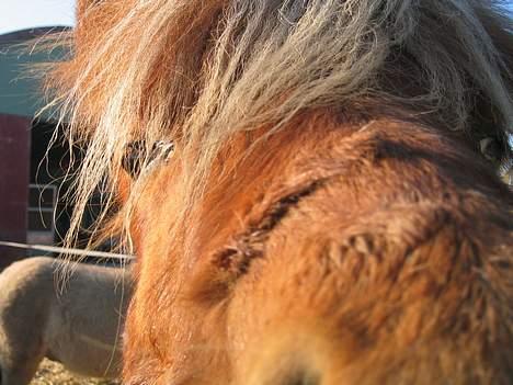 Islænder Tritla Fra Marcu... SOLGT - hvad er det?? billede 18
