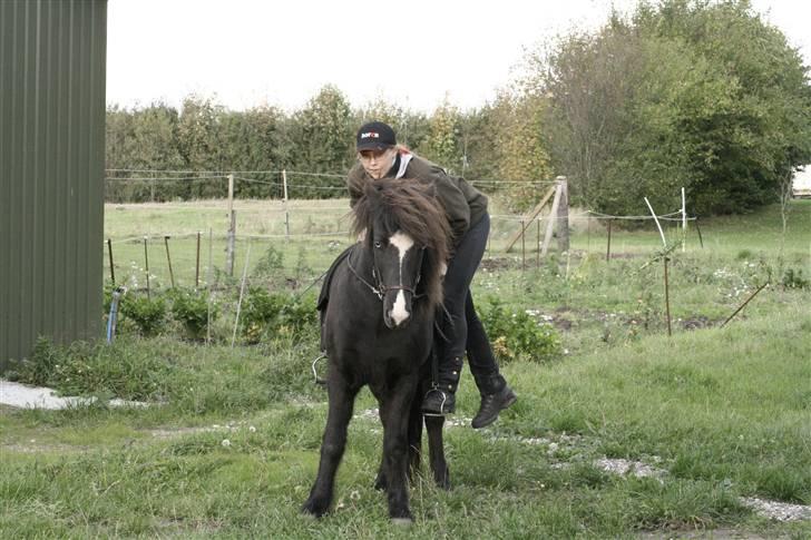 Islænder Glampi fra Reykjum - op på den lille hest billede 16