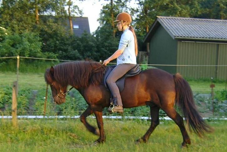 Islænder Glampi fra Reykjum - Glampi og jeg 29 juni 2009 - fotograf Anitta billede 17