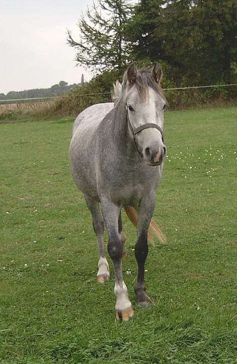 DSP Flicka  - Min gamle pony, Flicka . <3 (Sommeren 2003) Før jeg fik hende billede 1