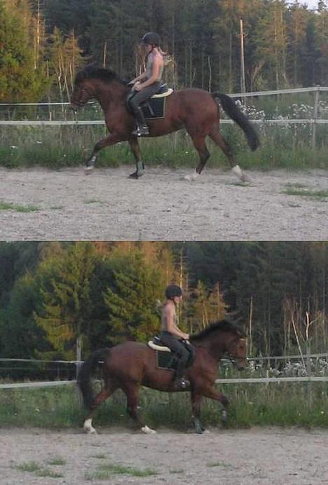 Anden særlig race Atilla-San *RIP* - Dressurtræning d. 4/9 igen billede 15