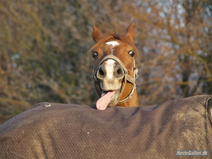 Anden særlig race <3Kashmir Mit et og alt<3 - Bahhh hehe :D Velkommen til vores profil =) Min skøre skat en december dag, Det er Nicko (Mies pony som oz er herinde) han står og hviler sig op af. billede 1