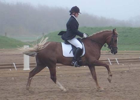 Anden særlig race Østergårdens Easy SOLGT - øgning i galop billede 11