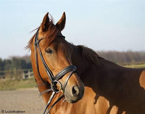 DSP Coelenhage'S Harmonie <3 - PRETTY PONY <33 24/3-07 foto: lala billede 10