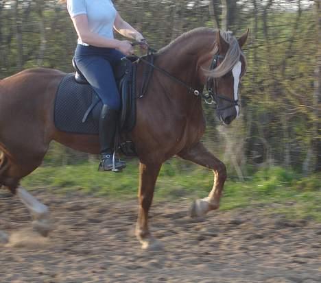 Anden særlig race Østergårdens Easy SOLGT - min lille vildpony i en bette trav billede 12
