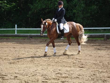 Anden særlig race Østergårdens Easy SOLGT - det er så i lb3´en... billede 13