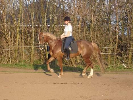 Anden særlig race Østergårdens Easy SOLGT - en smule sløret er det ganske vidst billede 14