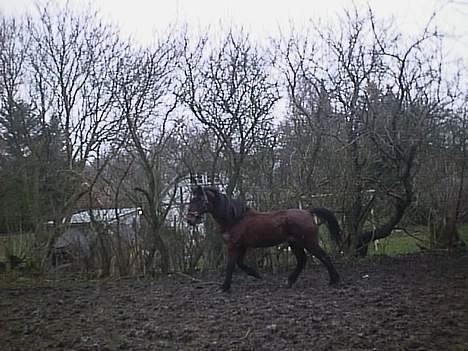 Anden særlig race Rollo † 2004 † - Trav på folden - "jeg vil ikke fanges, na na na" billede 8