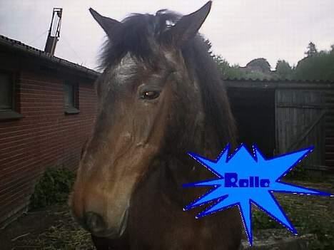 Anden særlig race Rollo † 2004 † - En træt Rollebas engang i ´03... billede 9