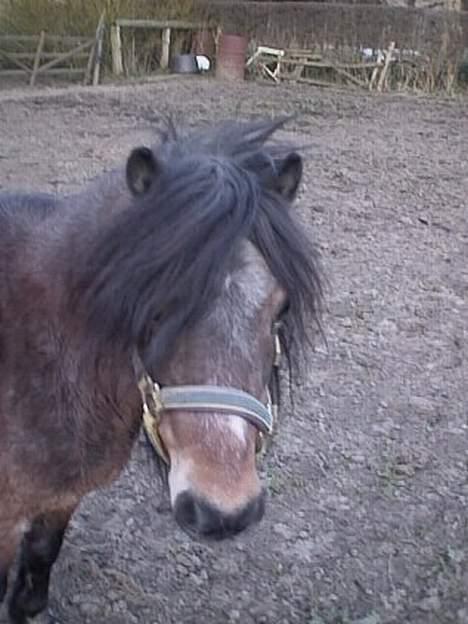 Anden særlig race Marie † 2005 † - Lille MulleMarie billede 4
