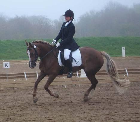 Anden særlig race Østergårdens Easy SOLGT - Galop i LB3 ved GRK billede 15