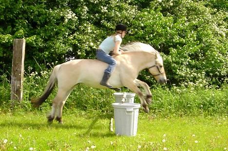 Fjordhest Bellámi (smuk ven) - Bellámi og mig jeg syntes det er meget kedeligt at springe og har nok gjort det 3 gange før men ville lige lave noget andet i dag billede 20