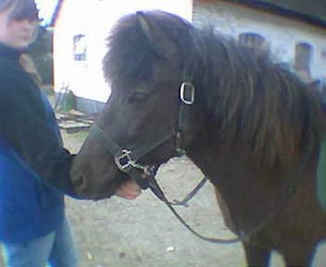 Islænder Hrafntinna fra Hejelte - Rappen d. 22. april billede 8