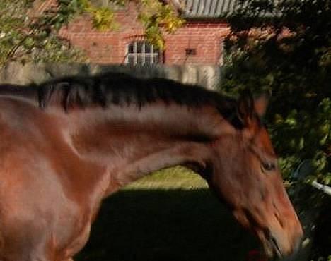 Anden særlig race Jussie *solgt* - Jussie i Boller billede 13