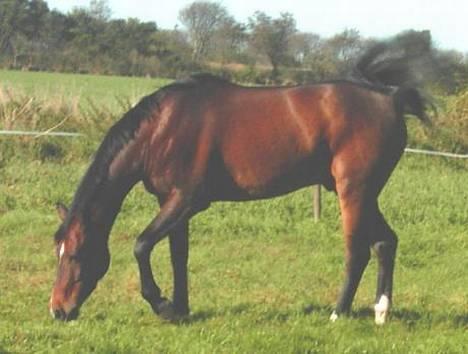 Anden særlig race Jussie *solgt* - her er han så på marken....... hai hai billede 14