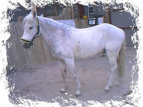 Anden særlig race Frisser (Might'N Magic) - Lille søde Frisser i ridehuset billede 8