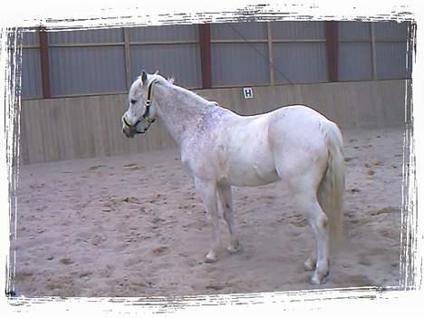 Anden særlig race Frisser (Might'N Magic) - Frisser i ridehuset igen igen.. billede 10