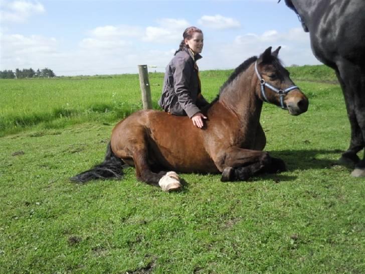 New Forest Red knigth billede 3