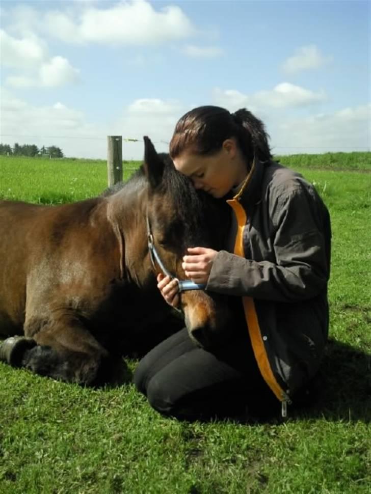 New Forest Red knigth billede 4