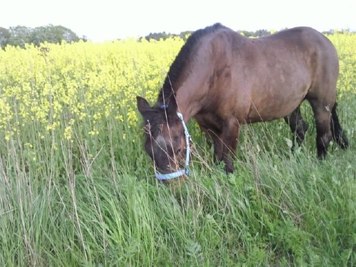 New Forest Red knigth billede 5