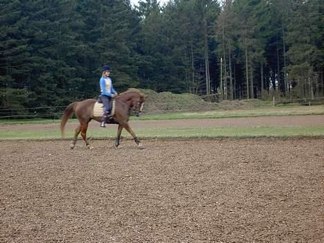 New Forest Adeleide B-PONY *SOLGT*  - et til galopbillede... (gammelt) billede 11