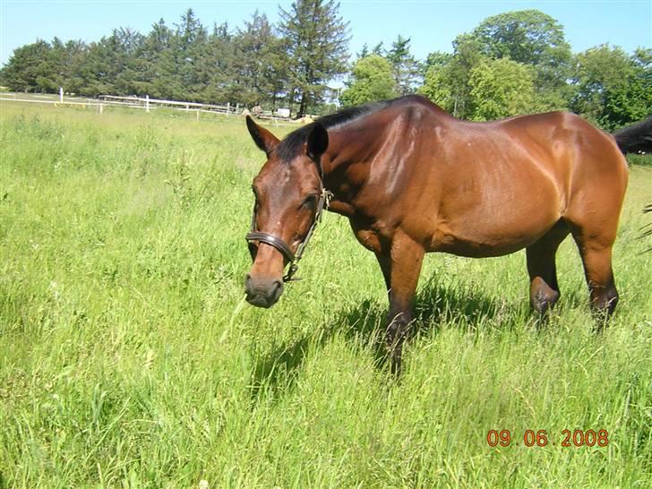 Anden særlig race Dear-lei <3 hvil i fred min engel - nyder sommeren og det gode græs billede 11