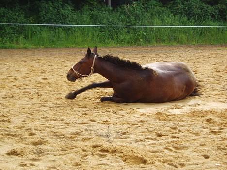 Anden særlig race Dear-lei <3 hvil i fred min engel - lige nede og rulle sig efter en ride tur billede 12