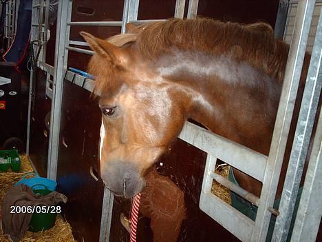 New Forest Adeleide B-PONY *SOLGT*  - adeleide i stævneboksen på mors i maj.. billede 14